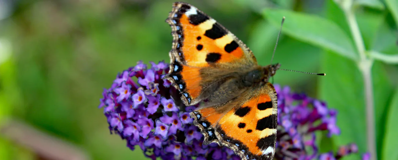 Orange butterfly on purple flowers representing transformation, gentle change, and emotional growth in love